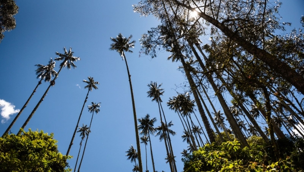 CORTOLIMA LISTA PARA ADELANTAR SANCIONES EN DOMINGO DE RAMOS